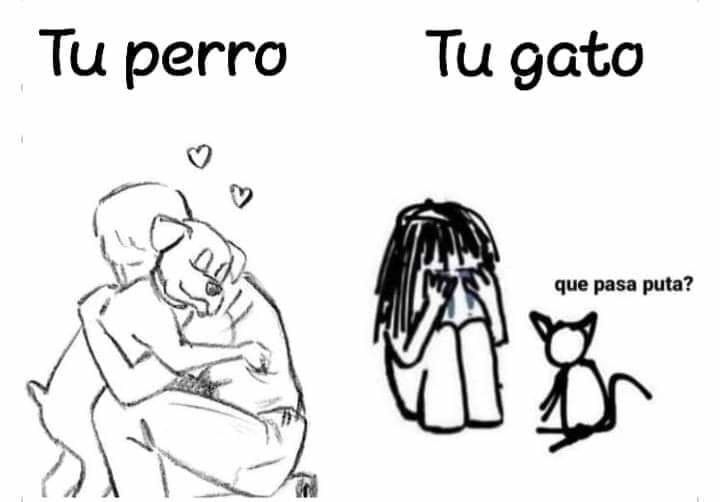 chincheto pirata somali (@wikipistacho) on Twitter photo 