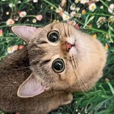 poopsy ($LFG) tweet media