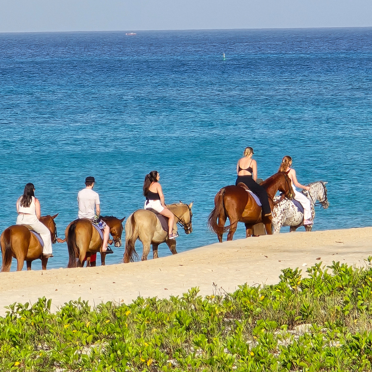 totallybarbados's tweet photo. One of the top things to do when you come to Barbados... take a ride and swim with a horse on one of Barbados' best beaches with Sandy Turf Stables https://t.co/UTI3pq6K1F! Book online with the "Book It" link of Totally Barbados.
#TotallyBarbados #SandyTurfStables https://t.co/HjXO90QZK1
