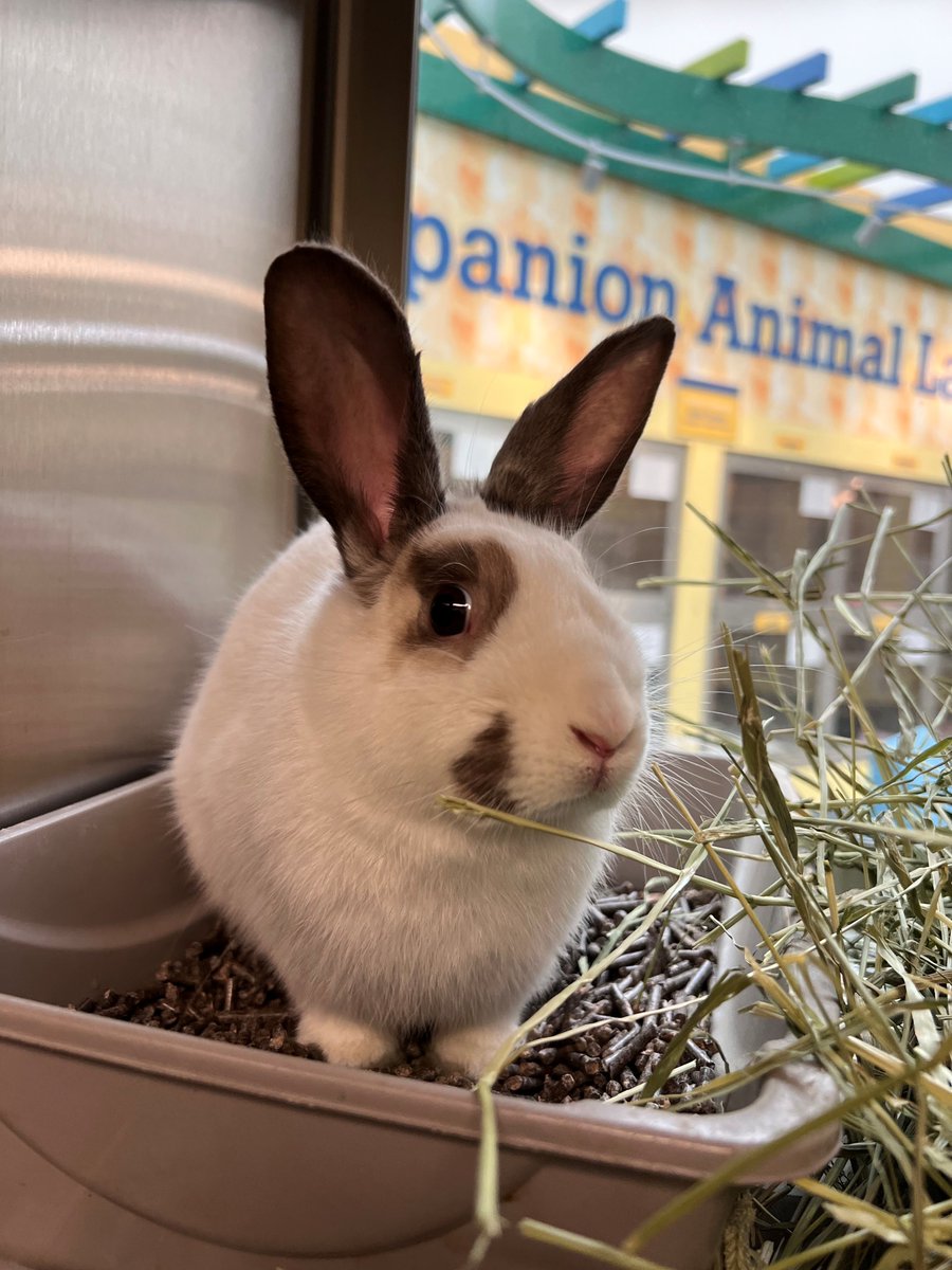 Humane Society of Missouri tweet media