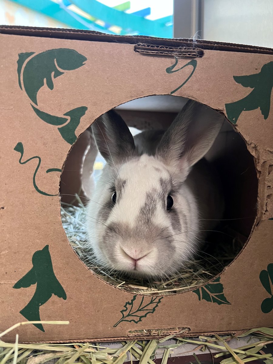 Humane Society of Missouri tweet media