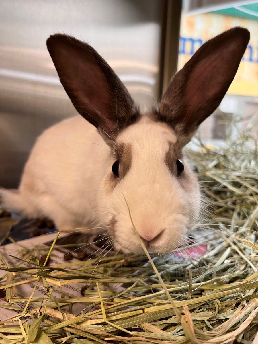 Humane Society of Missouri tweet media