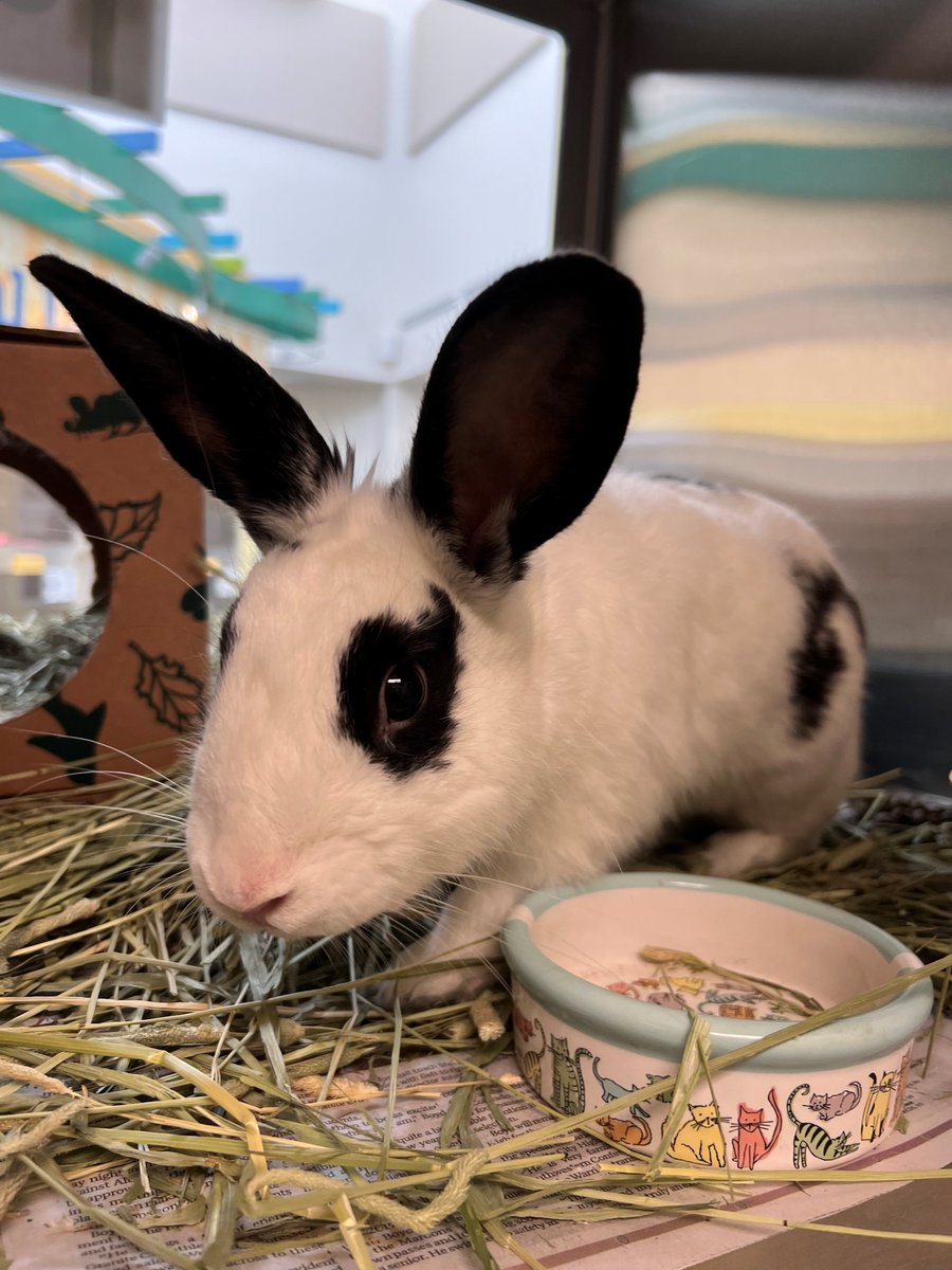 Humane Society of Missouri tweet media