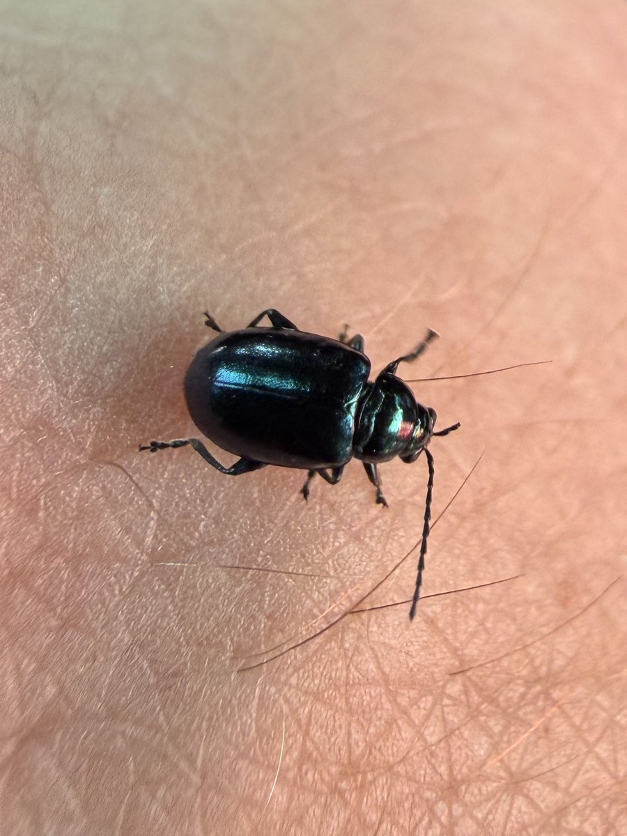 willie wagtail tweet media