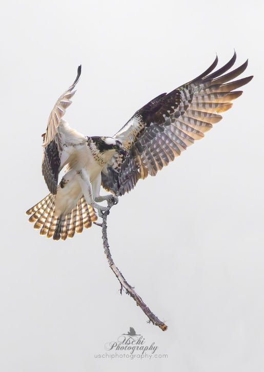 Hellgate Osprey tweet media