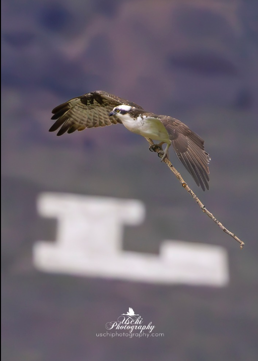 Hellgate Osprey tweet media