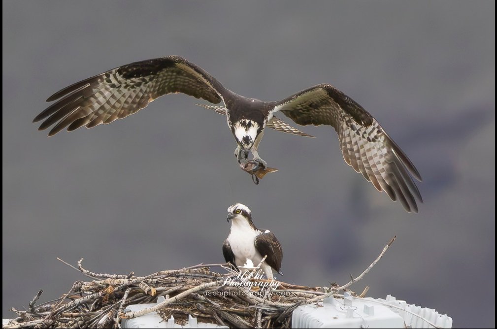 Hellgate Osprey tweet media