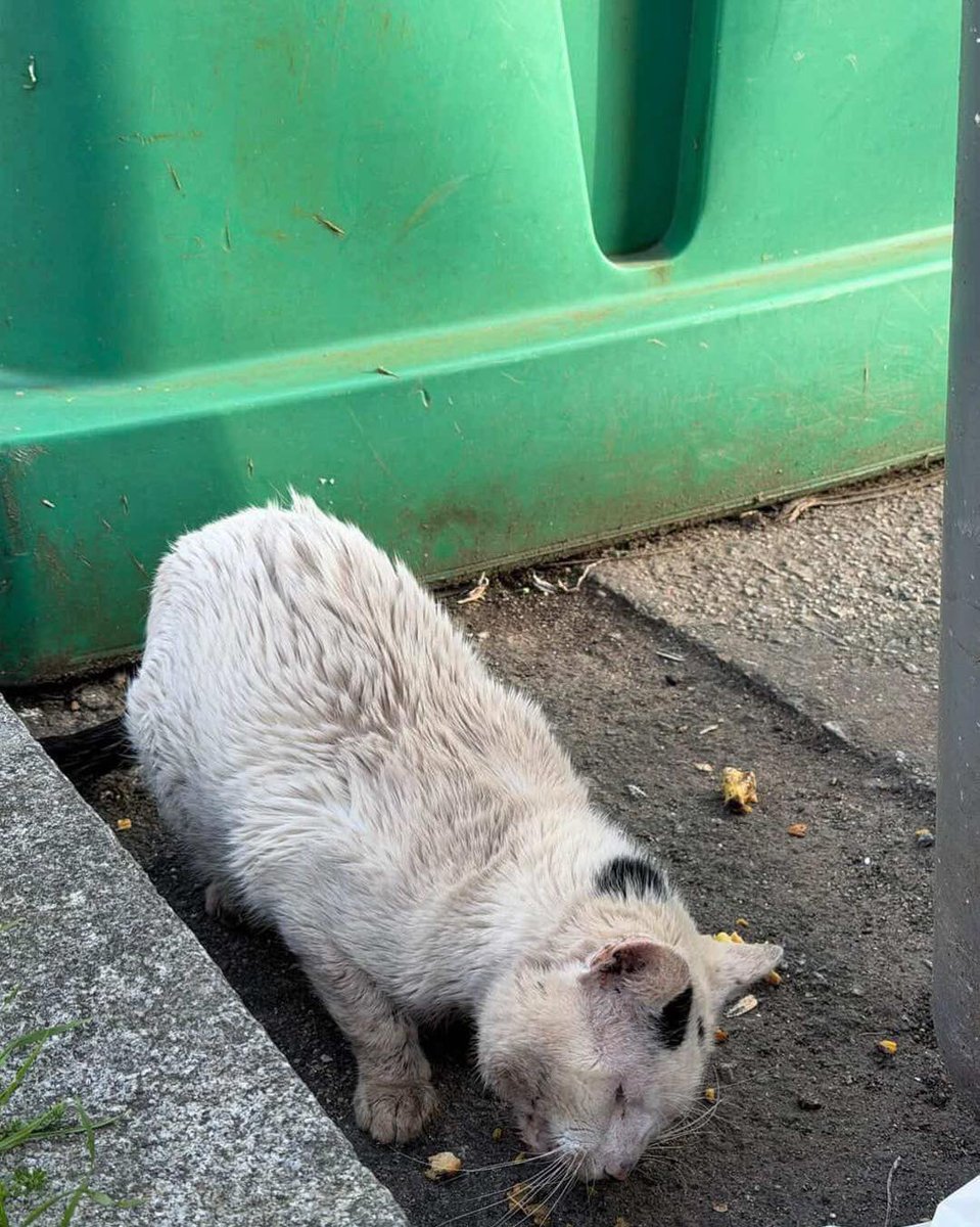 asociación abeiro tweet media