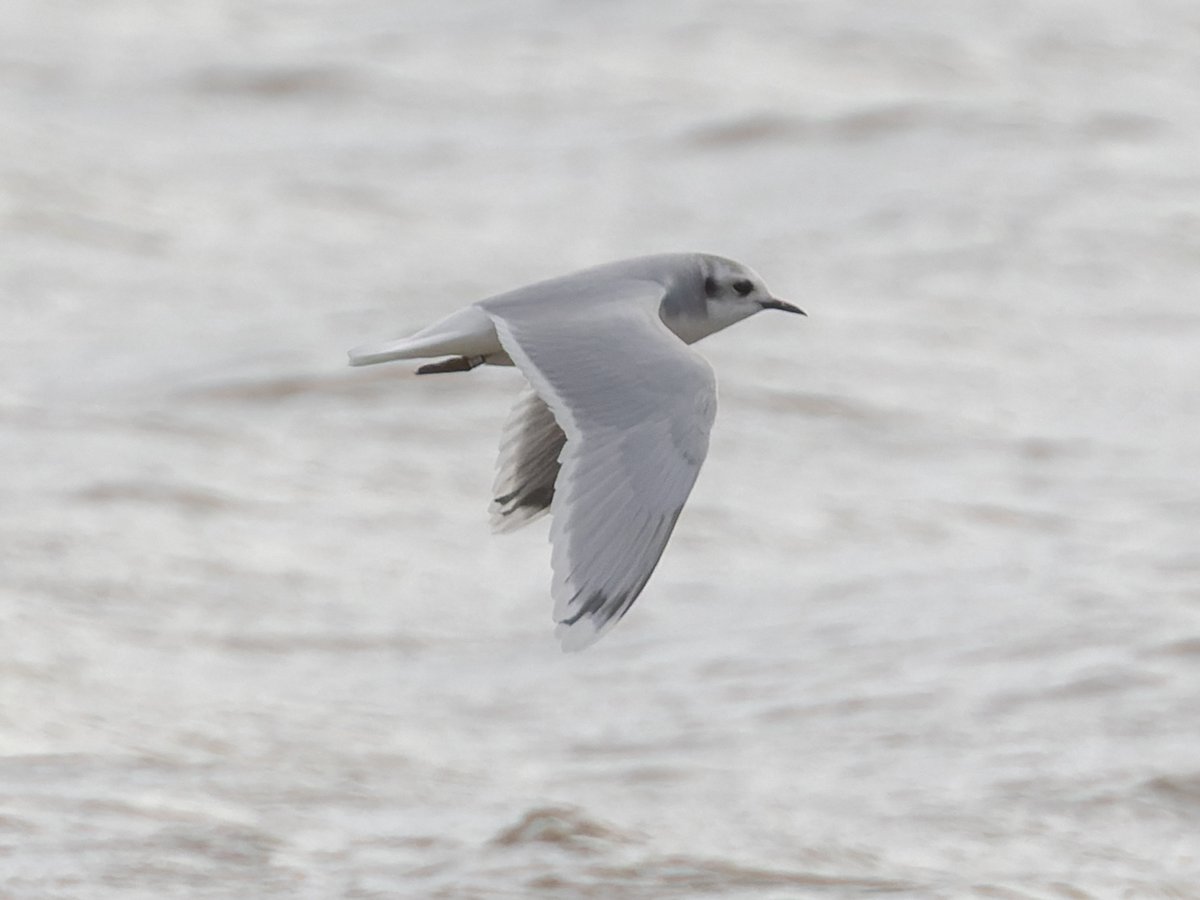 Pete Sutton tweet media