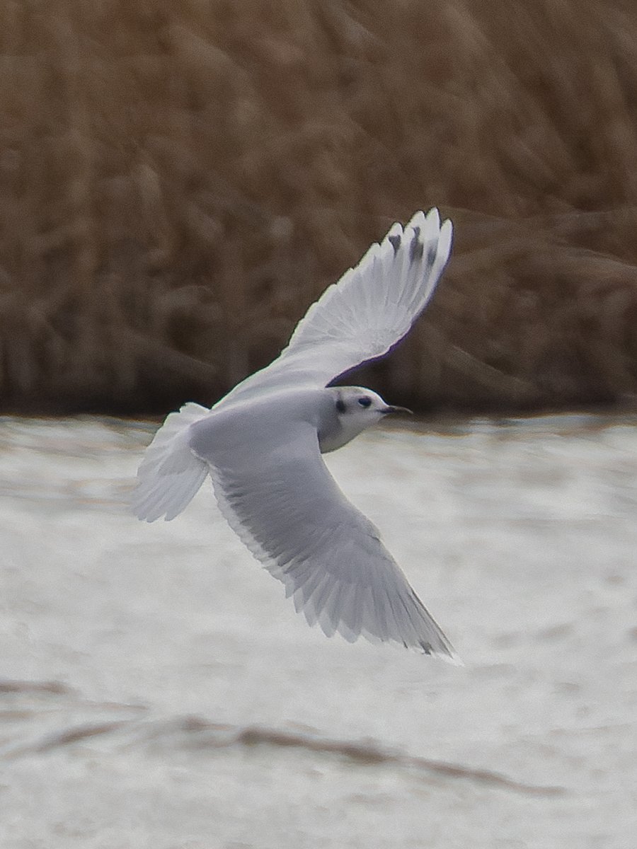 Pete Sutton tweet media