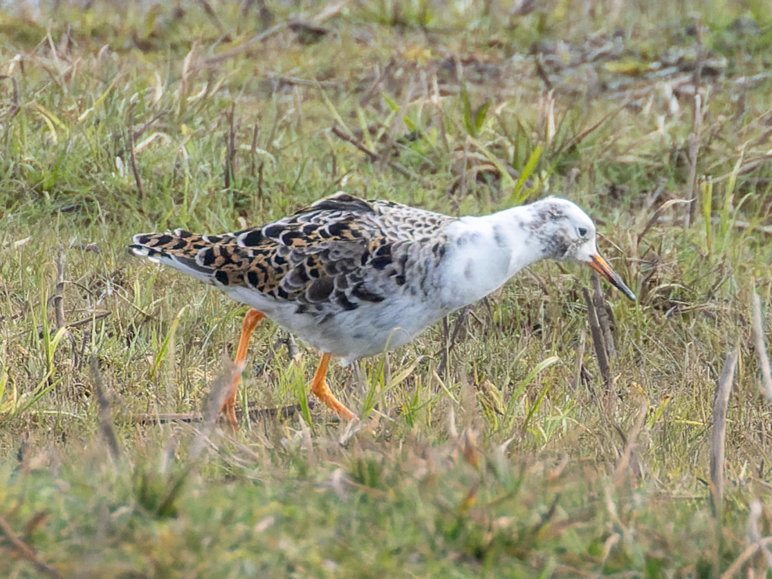 Pete Sutton tweet media