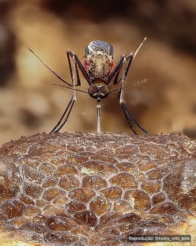 A photographer captures a striking and unexpected moment as a fearless mosquito bites a snake.