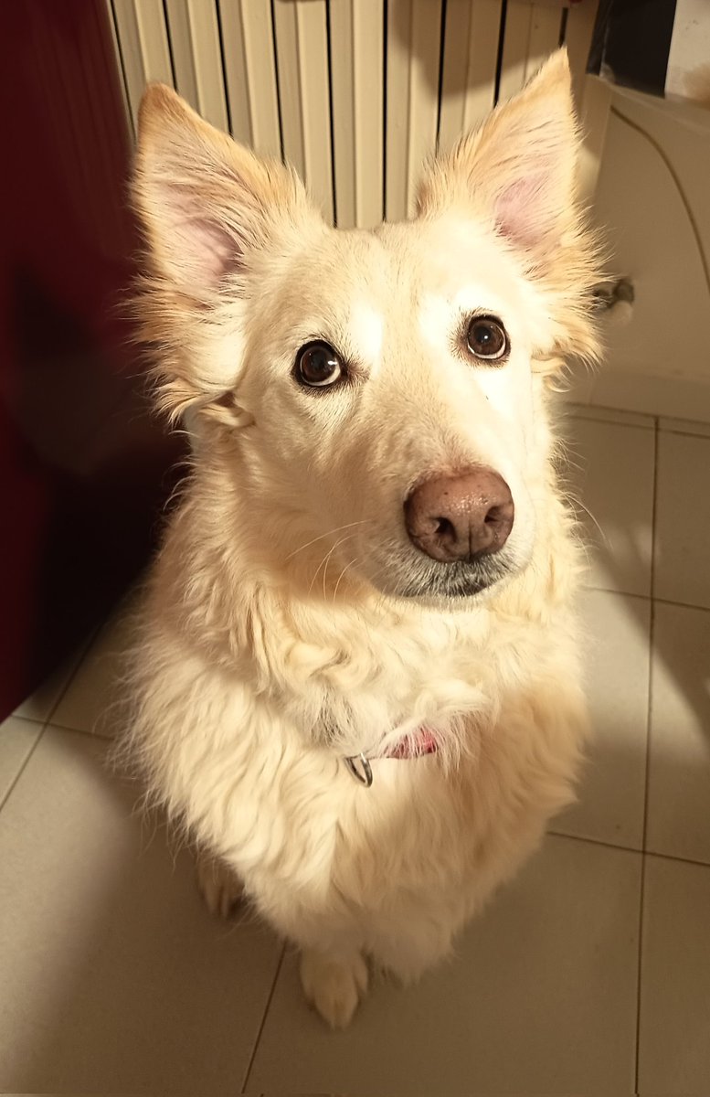 sandralux ☕❤️📚🐕 🍟🍕🌋 tweet media