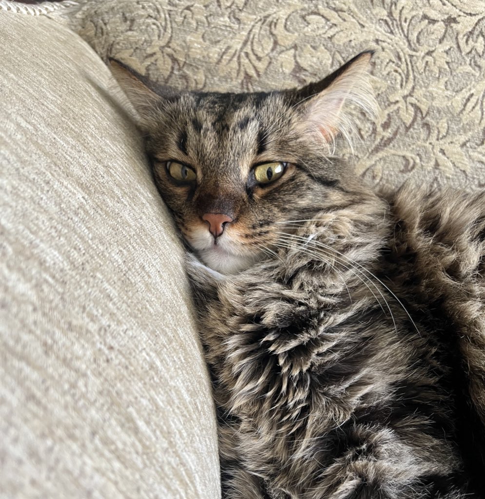 گربه tweet media