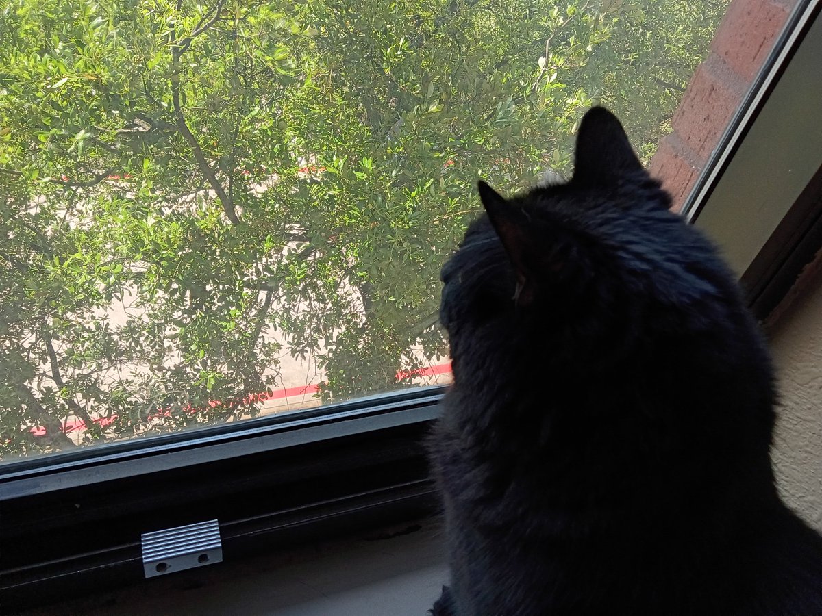 BlankaSheRaOnyx tweet media