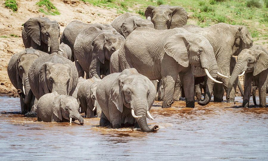 joancarroll's tweet image. Elephants Start to Cross the River 1 Masai Mara Kenya! buff.ly/3U9reGn #elephants #kenya #masaimara #herd #wildlife #wildlifephotography #rivercrossing #crossing #river #nature #animals #artforsale #wallartforsale #giftideas @joancarroll