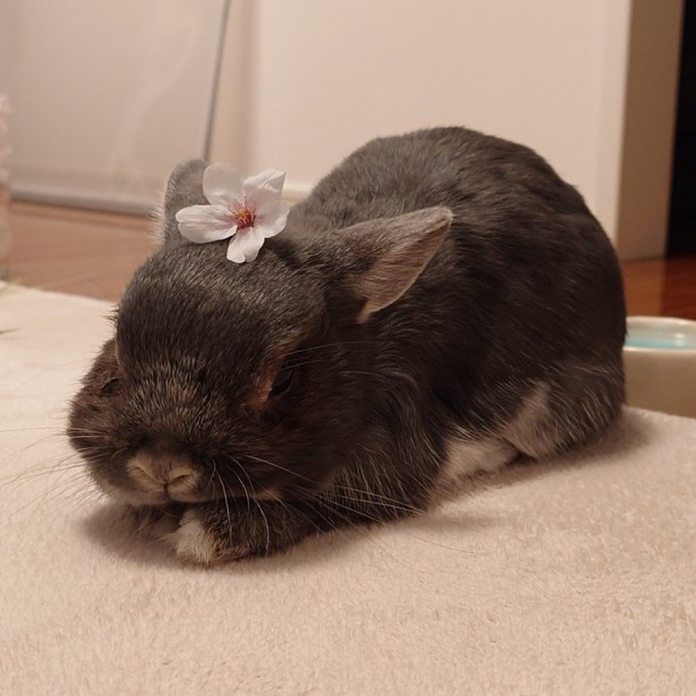 פיצ' 🩷💕 tweet media