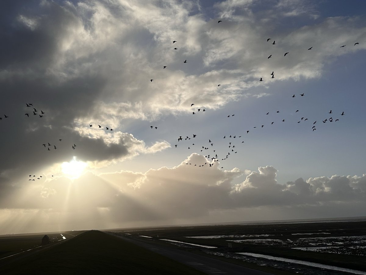 🦉Marc🦉 tweet media