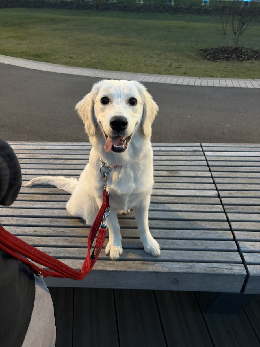 lyndsey wharton 💙🏴󠁧󠁢󠁥󠁮󠁧󠁿 🇬🇧 tweet media