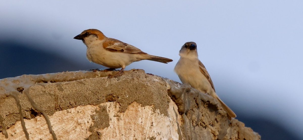 agk10k's tweet photo. Main reason to visit Abd al-Kuri was to see the endemic Sparrow which due to the island’s remoteness has been seen by very few birders. We found c.30 in the main village on the morning of 2nd day after not been able to find any the evening we arrived.A few on the hillsides later. https://t.co/Jji2GltPsd