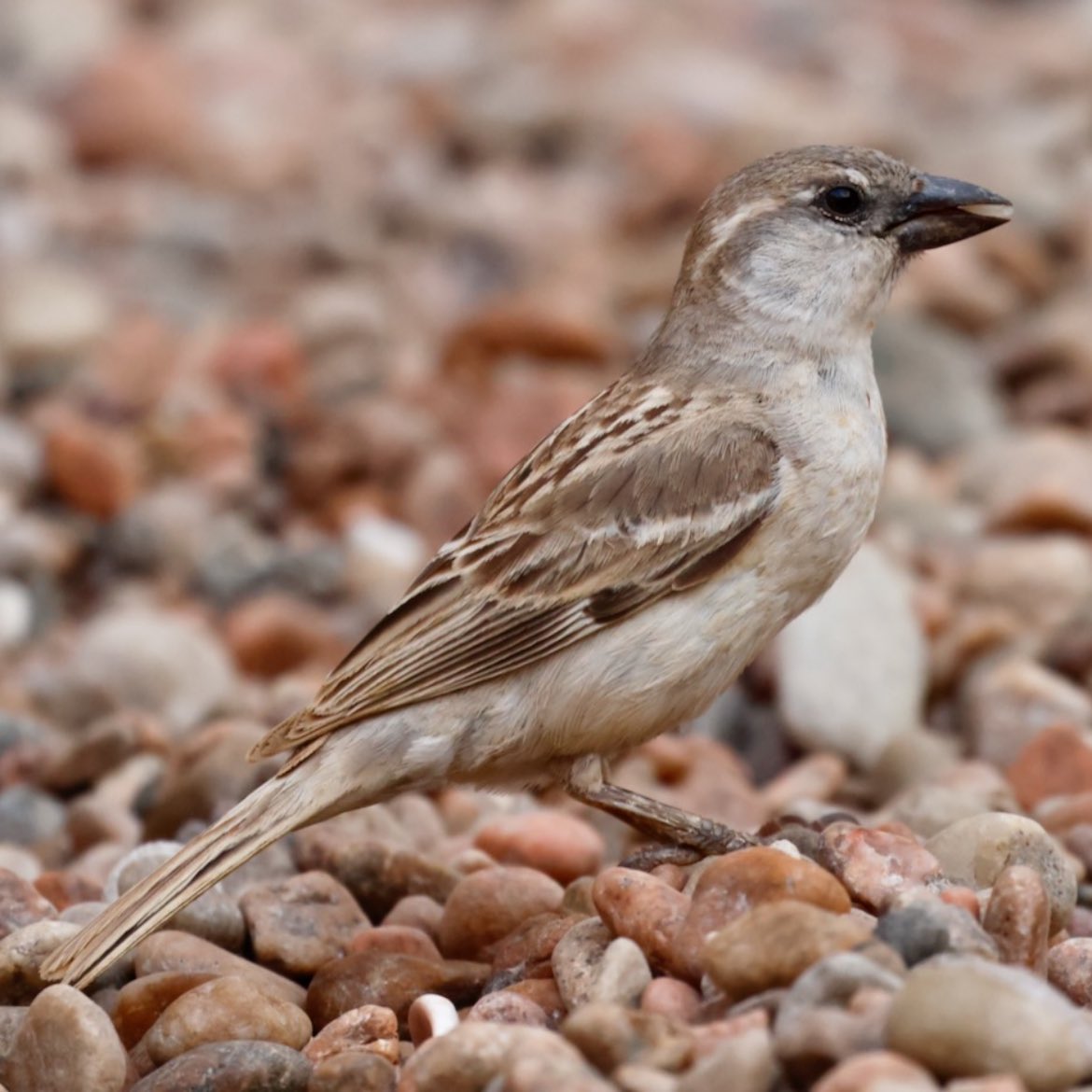 agk10k's tweet photo. Main reason to visit Abd al-Kuri was to see the endemic Sparrow which due to the island’s remoteness has been seen by very few birders. We found c.30 in the main village on the morning of 2nd day after not been able to find any the evening we arrived.A few on the hillsides later. https://t.co/Jji2GltPsd