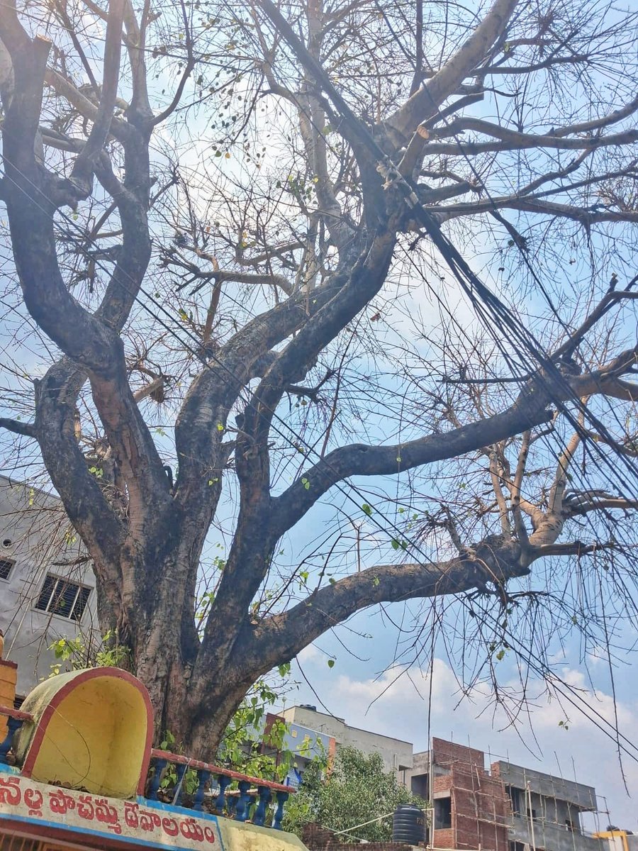 KUR_BRS's tweet photo. నేరెడ్‌మెట్ లోని ఆర్కేపురం హరిజన బస్తీ కాలనీ సభ్యుల అభ్యర్థన మేరకు,ఈ రోజు హార్టికల్చర్ విభాగం వాహనంతో కలిసి కాలనీని సందర్శించడం జరిగింది

బస్తీలోని ఆలయం సమీపంలో ఉన్న భారీ చెట్టు కొమ్మలు విద్యుత్ వైర్లలో చిక్కుకుపోయిన కారణంగా,వాటిని సంబంధిత శాఖ సిబ్బందితో కలిసి తొలగించడం జరిగింది https://t.co/z76uoAYMNg