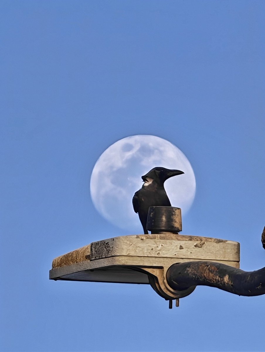 عادل محمد tweet media