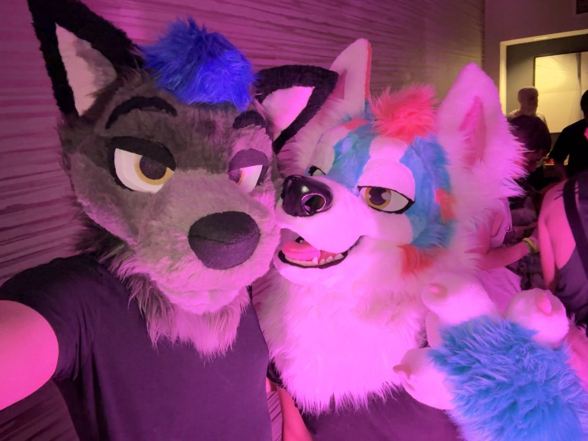 Dingo 🔜 TFF tweet media