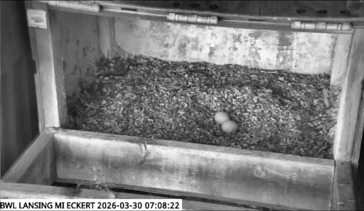 Lansing BWL tweet media