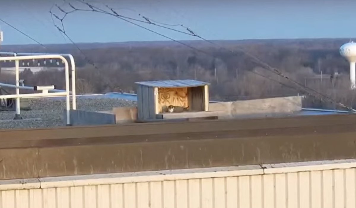 Lansing BWL tweet media