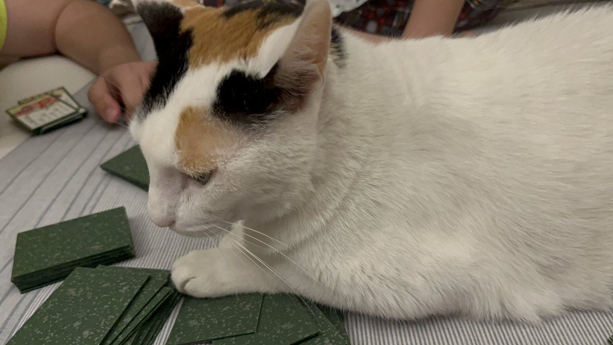 もにゃみ🇮🇳インドで働くADHD母 tweet media