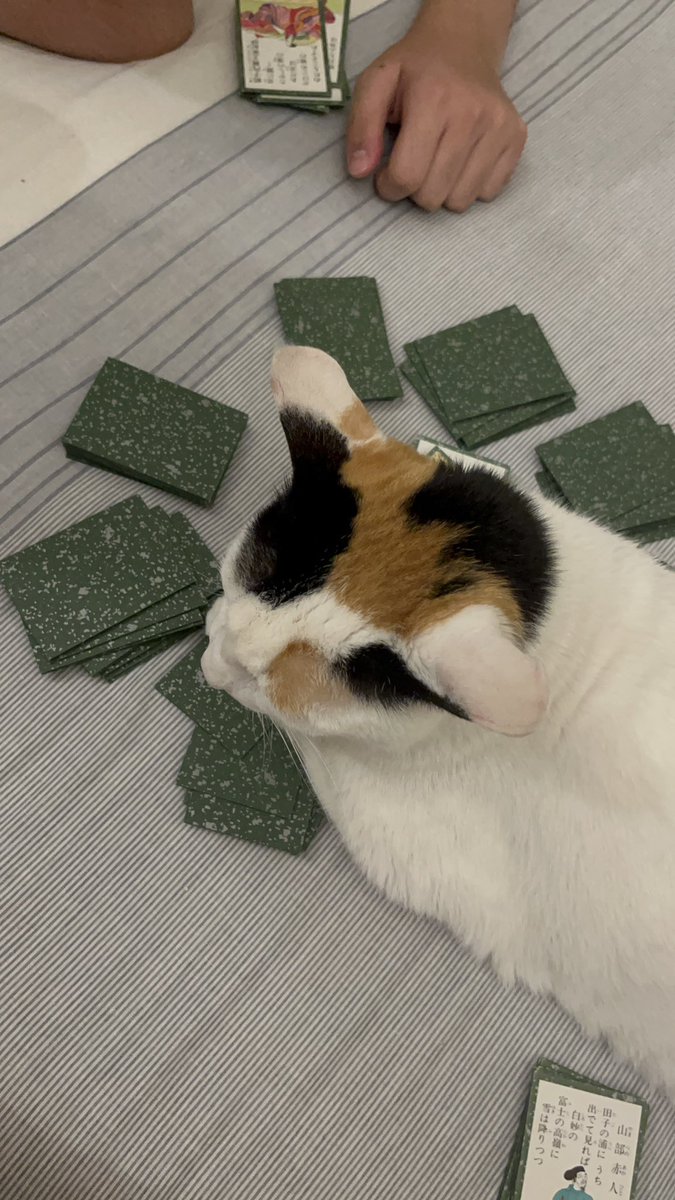 もにゃみ🇮🇳インドで働くADHD母 tweet media