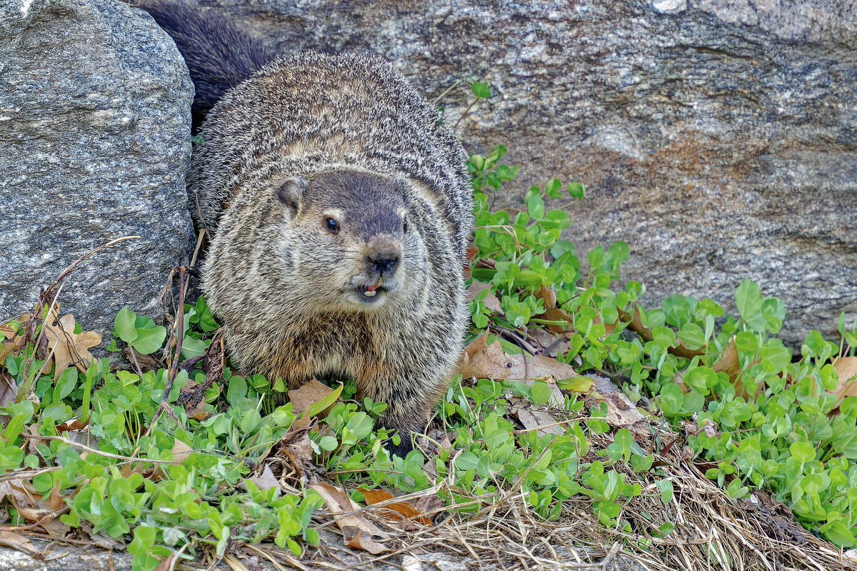 EJ Bartolazo tweet media