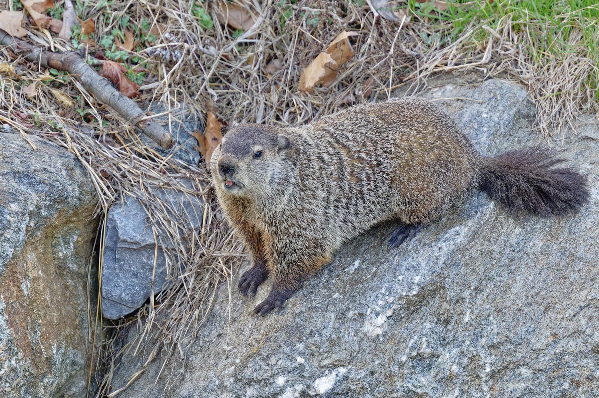 EJ Bartolazo tweet media