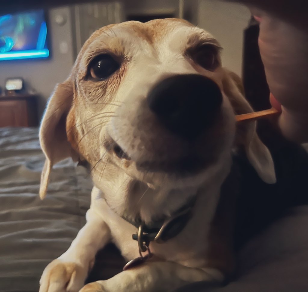 Bella, Mags , Brie and 🌈Bentley 🐞🐞 tweet media