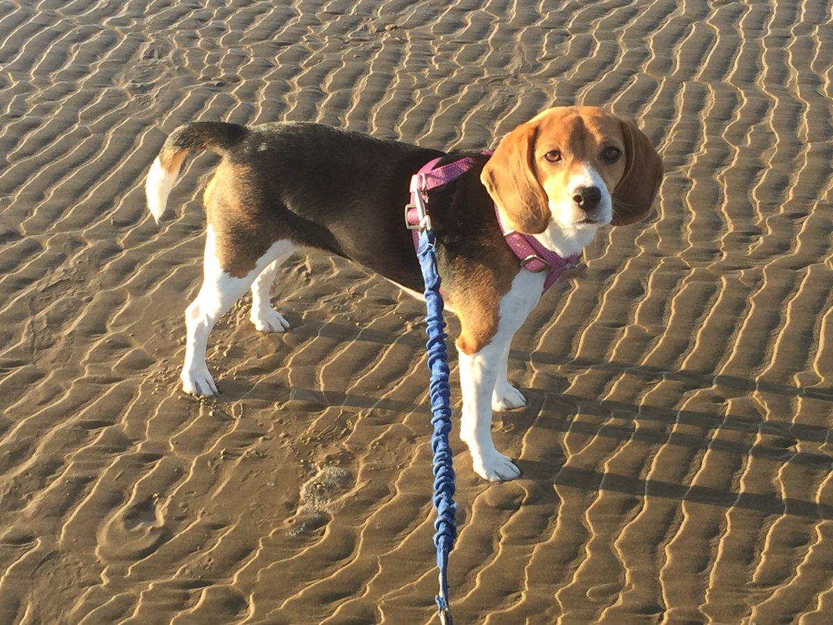 Bella, Mags , Brie and 🌈Bentley 🐞🐞 tweet media