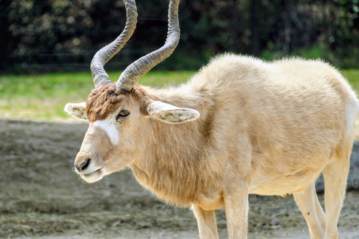 動物繁殖研 tweet media