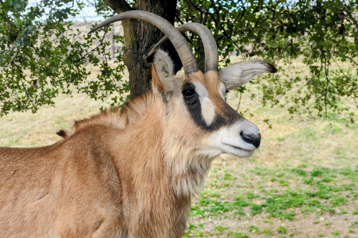 動物繁殖研 tweet media