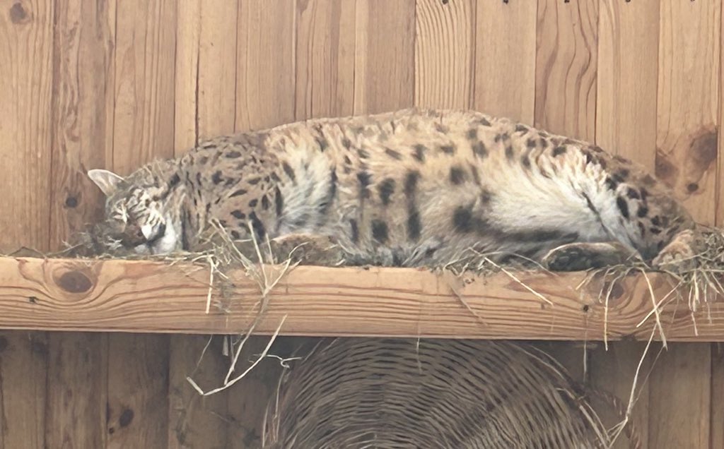 кочівник 🇺🇦🦊 tweet media