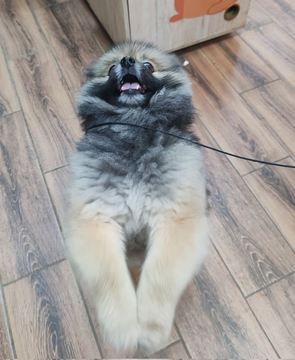 BadAngryPanda tweet media