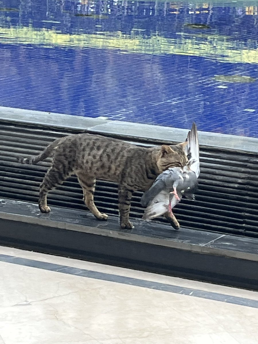 もにゃみ🇮🇳インドで働くADHD母 tweet media