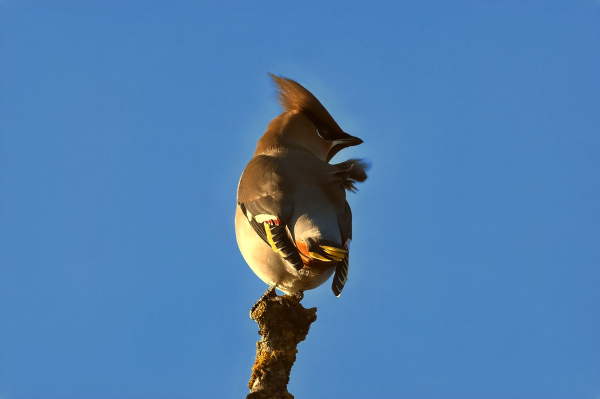 Great to see these wonderful waxwings only a couple mins from home this afternoon.