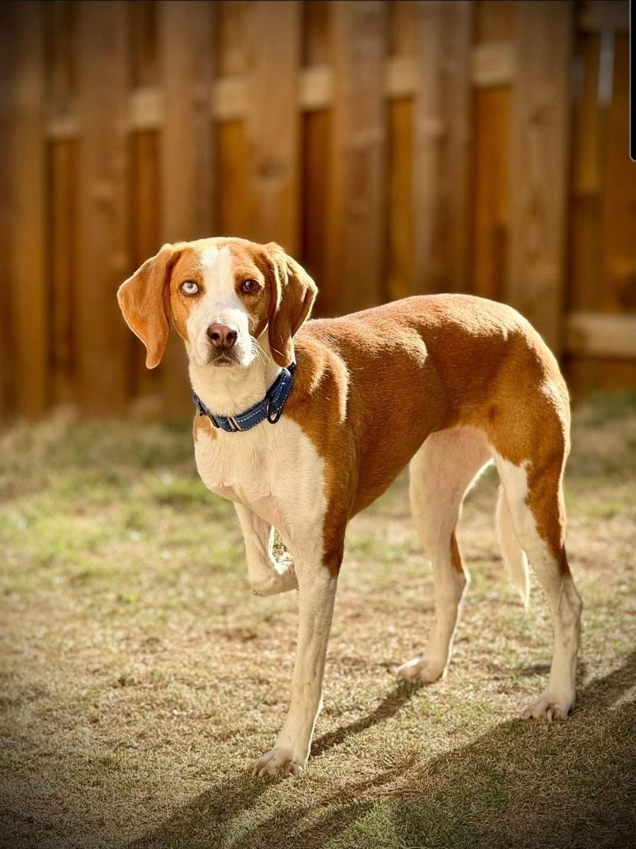 Rescue Dogs Rock, D.C. 🐾🐾🇺🇸 tweet media