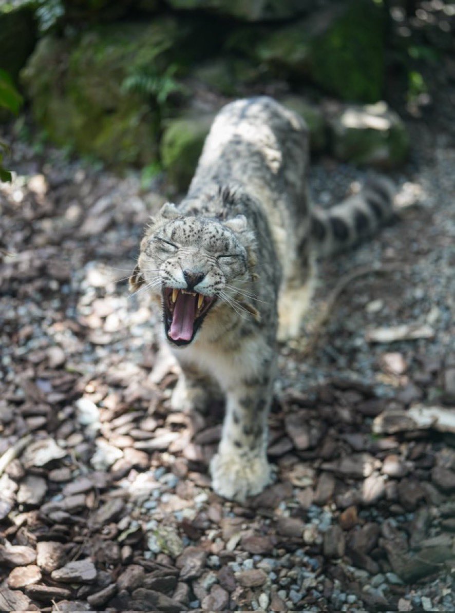 zoul. (ΘΔ) «🍉» tweet media