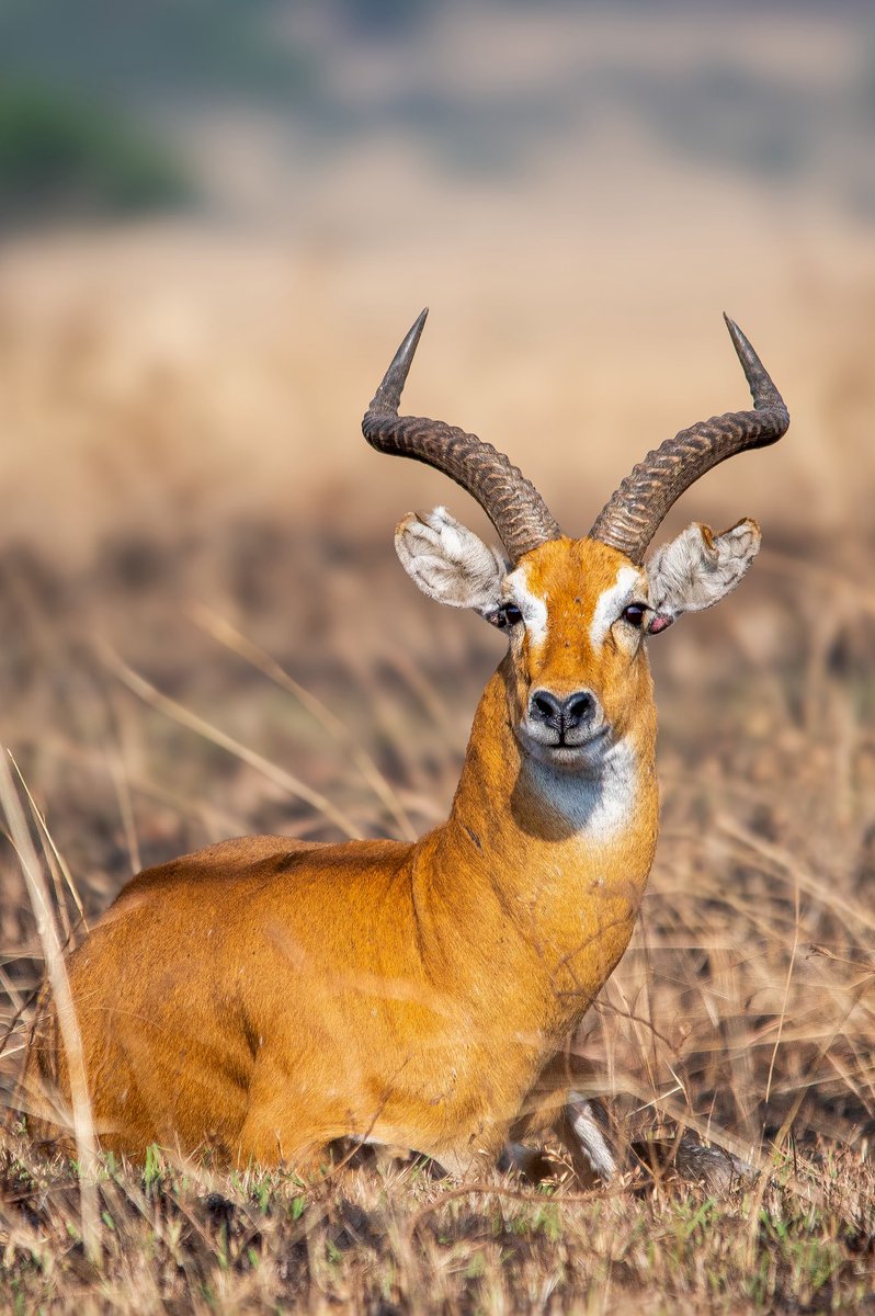 Jpo photography tweet media