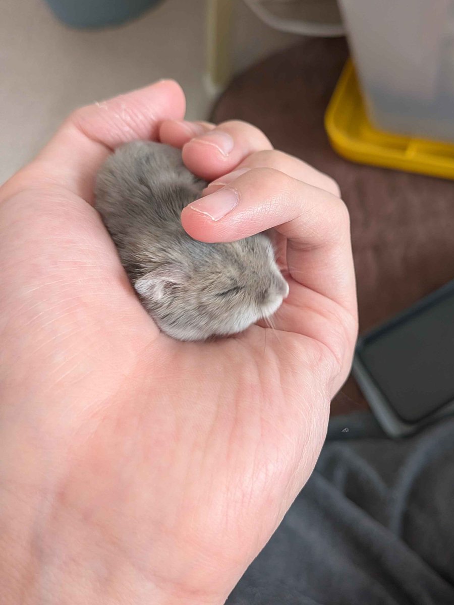 みこミ tweet media