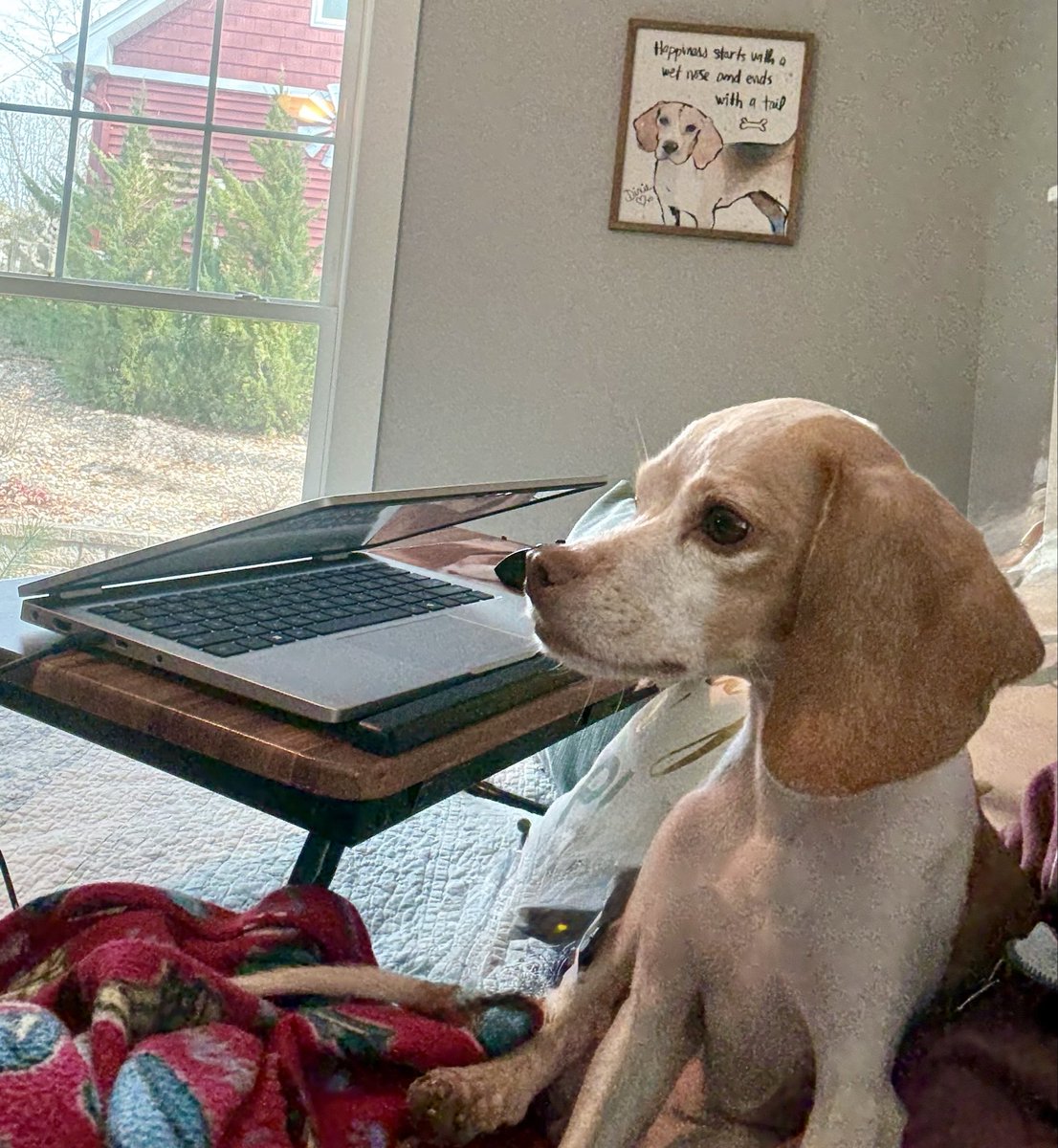 LemonBeagleBeau tweet media