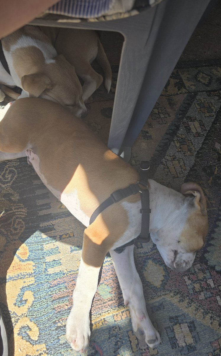 Balanced Duality tweet media