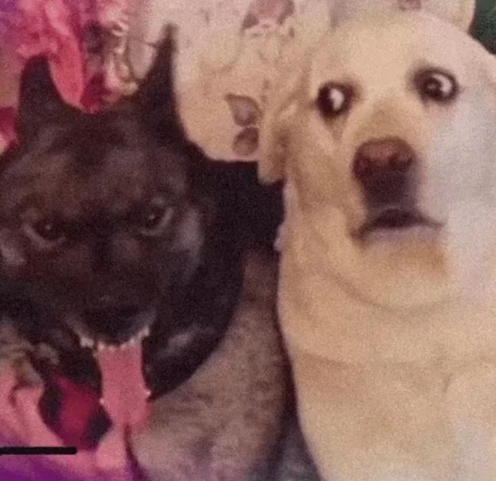 | محمد tweet media