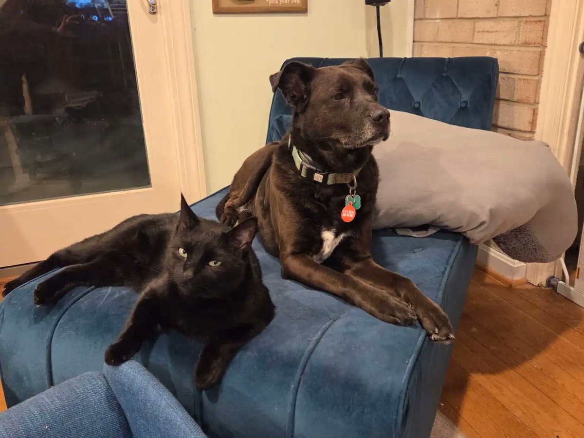 House with a Heart tweet media